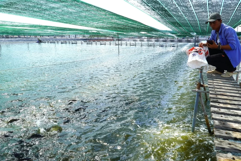 Cá Rô Phi Việt Nam Chinh Phục Sashimi Nhật Bản