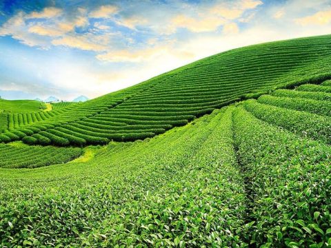 Đồi chè Tâm Châu Bảo Lộc