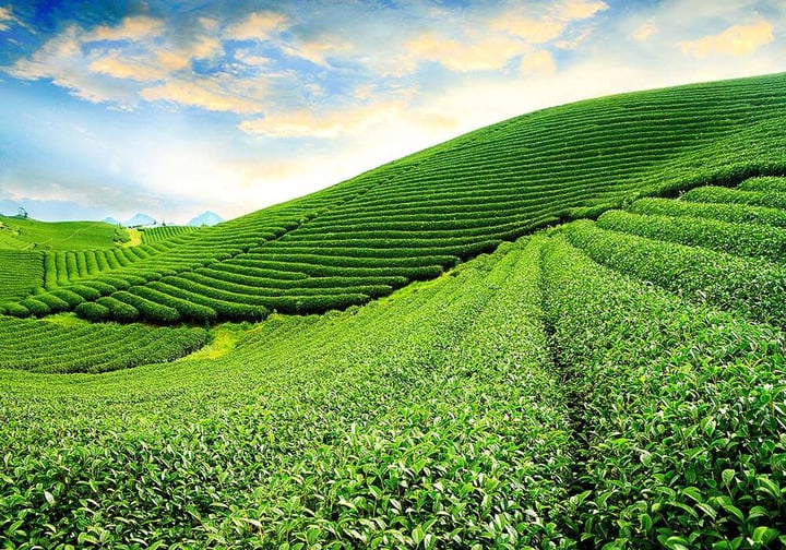 Khám Phá Tour Tâm Châu: Bình Yên Giữa Đồi Chè Bảo Lộc