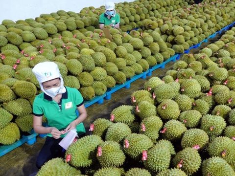 Xuất khẩu sầu riêng