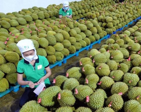 Xuất khẩu sầu riêng